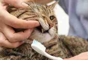 How to brush teeth to cats