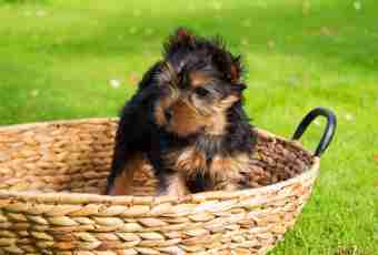How to bathe a puppy of a Yorkshire terrier
