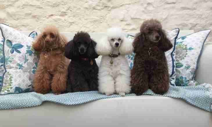 House and exhibition hairstyles of a poodle