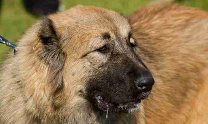 The Caucasian sheep-dog - character and behavior