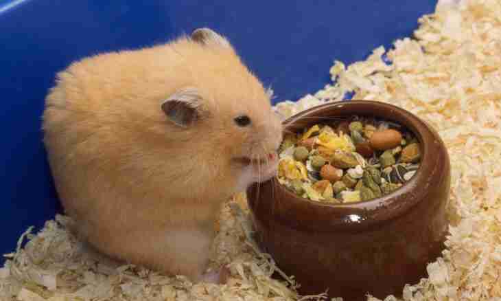 How to look after Asian hamsters