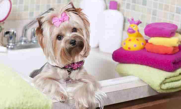 How to wash up a Yorkshire terrier