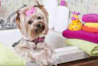 How to wash up a Yorkshire terrier