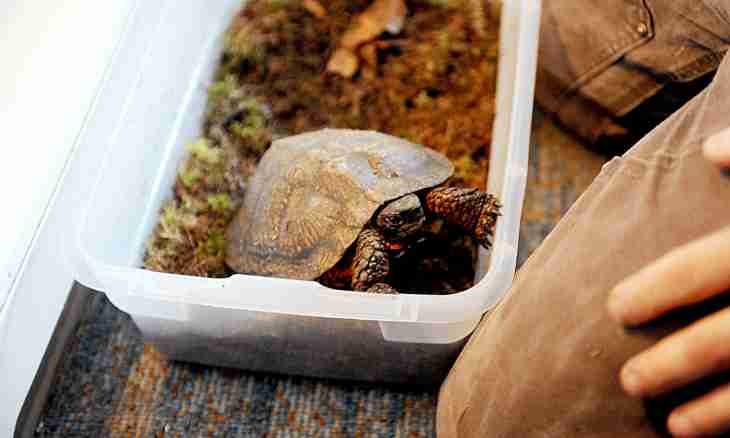 How to prepare a turtle for hibernation