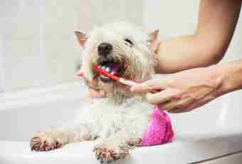 How to brush teeth to dogs