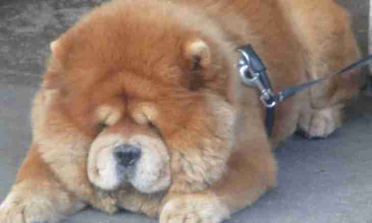 How to cut a chow-chow