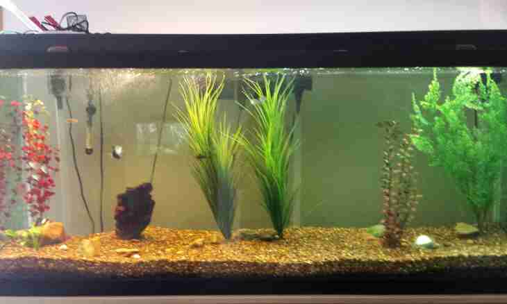 What to do if water in an aquarium dimmed