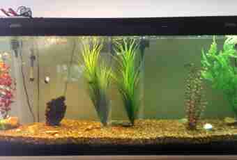 What to do if water in an aquarium dimmed
