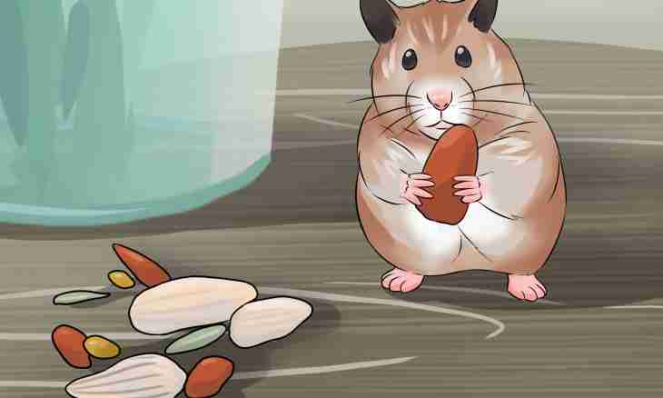 How to allure the lost hamster