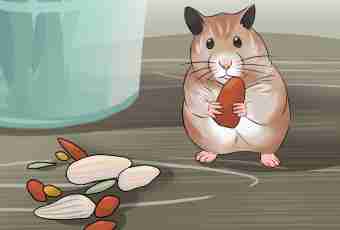 How to allure the lost hamster