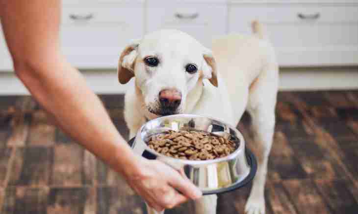 Basic rules of feeding of a puppy