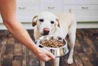 Basic rules of feeding of a puppy
