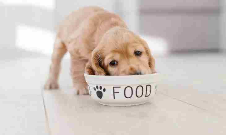 What to feed a dog after the delivery with