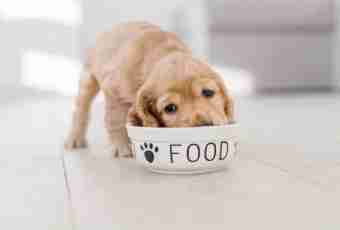 What to feed a dog after the delivery with