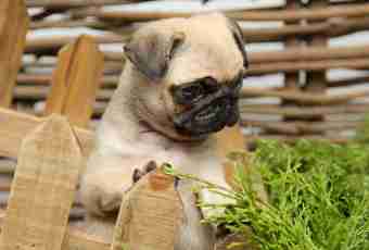 How to look after a pug puppy