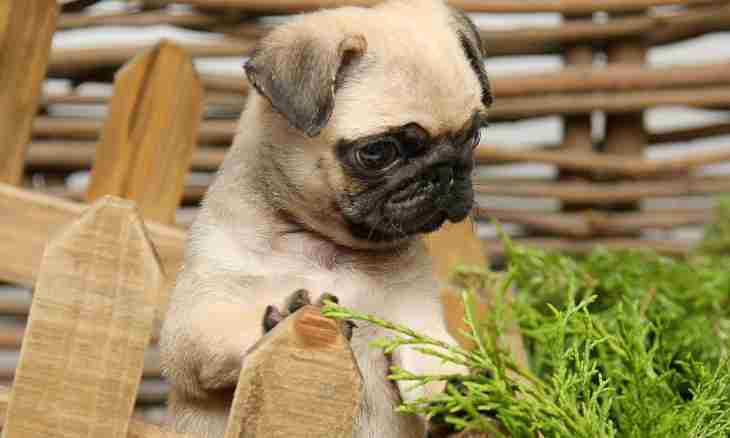 How to feed a pug puppy