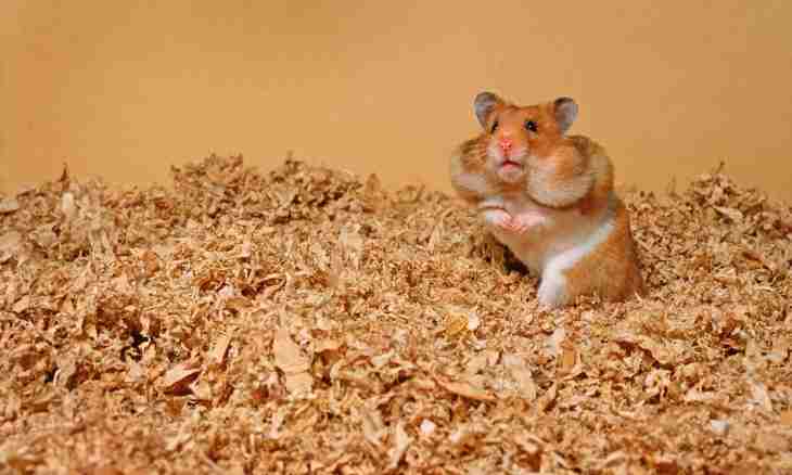 All about hamsters: how to look after