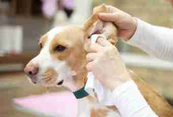 As it is correct to look after eyes and ears of a dog