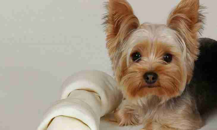 How to look after a Yorkshire terrier