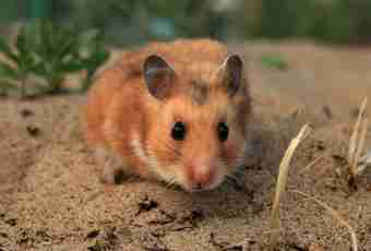 Syrian hamsters: features of leaving
