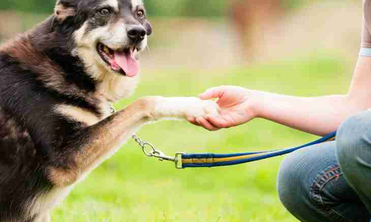 What inoculations should be done to a dog annually