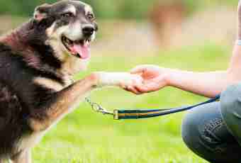 What inoculations should be done to a dog annually