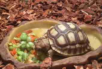 How to look after and how to feed a turtle
