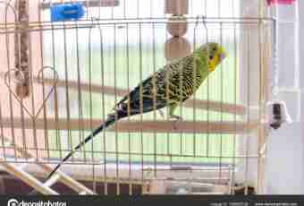 How to tame birds to sit down in a cage