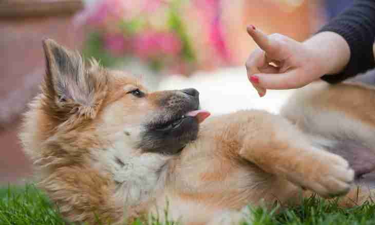 How to correct a bite at dogs