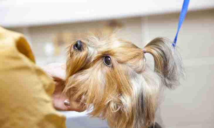 How to cut nails to a Yorkshire terrier