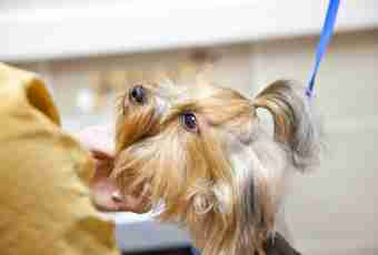 How to cut nails to a Yorkshire terrier