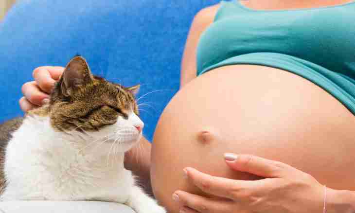 How to define pregnancy of a cat