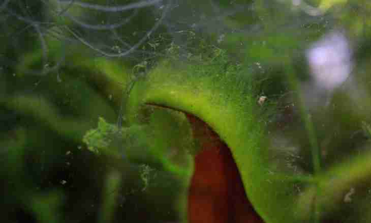 How to get rid of a green alga in an aquarium