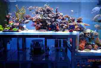 Why aquarium fishes blacken