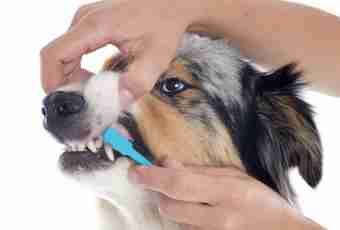 How to clean to a dog teeth