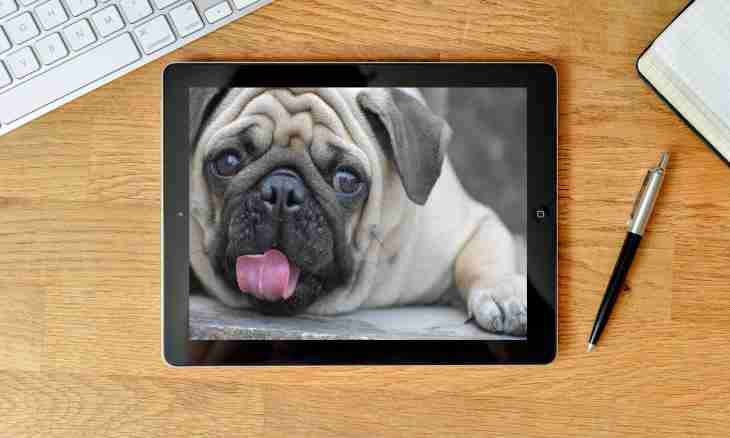 How to accustom a pug to a tray