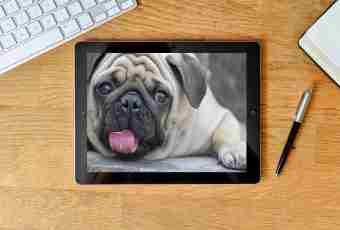 How to accustom a pug to a tray
