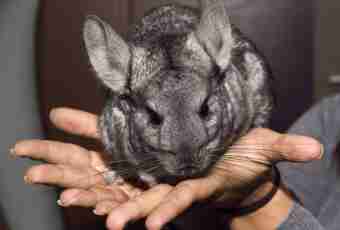 How to accustom a chinchilla to hands