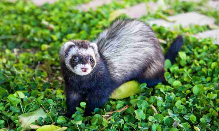 How to bring up a polecat