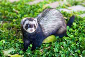 How to bring up a polecat