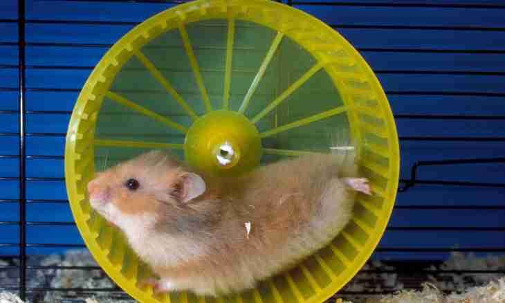 How to teach a hamster to run in a wheel