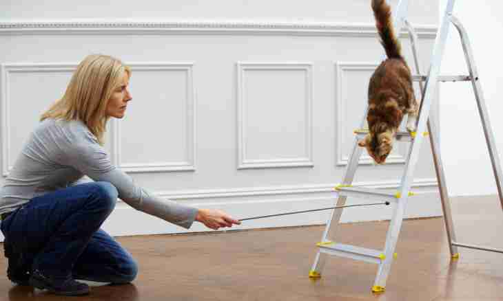 How to disaccustom a cat to climb tables