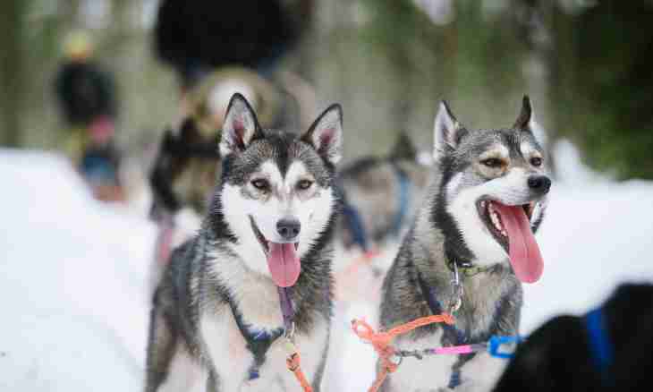 Whether huskies easily give in to training