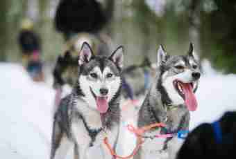 Whether huskies easily give in to training