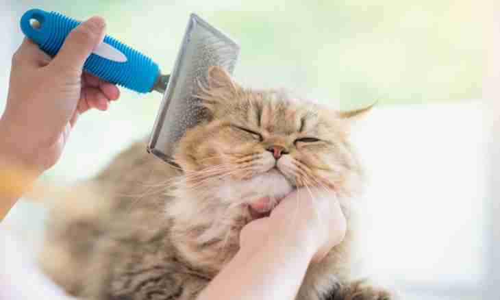 How to comb a cat