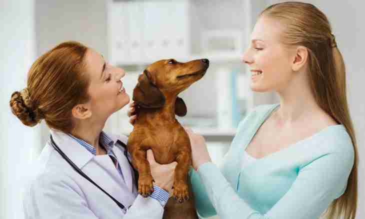 What vitamins to give to a pregnant dog
