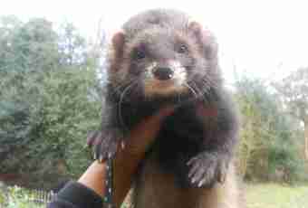 How to tame a polecat