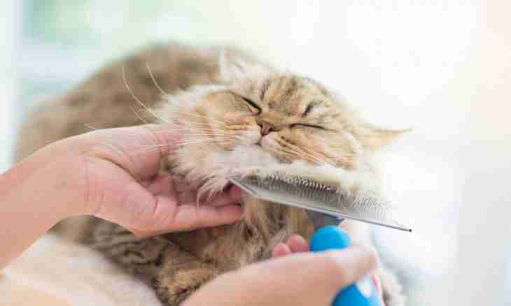 How to comb a cat if she resists