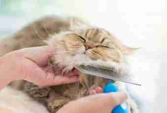 How to comb a cat if she resists