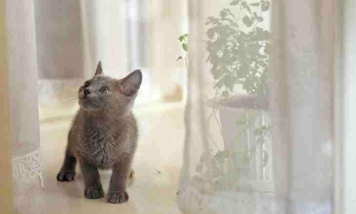 How to disaccustom a kitten to climb curtains